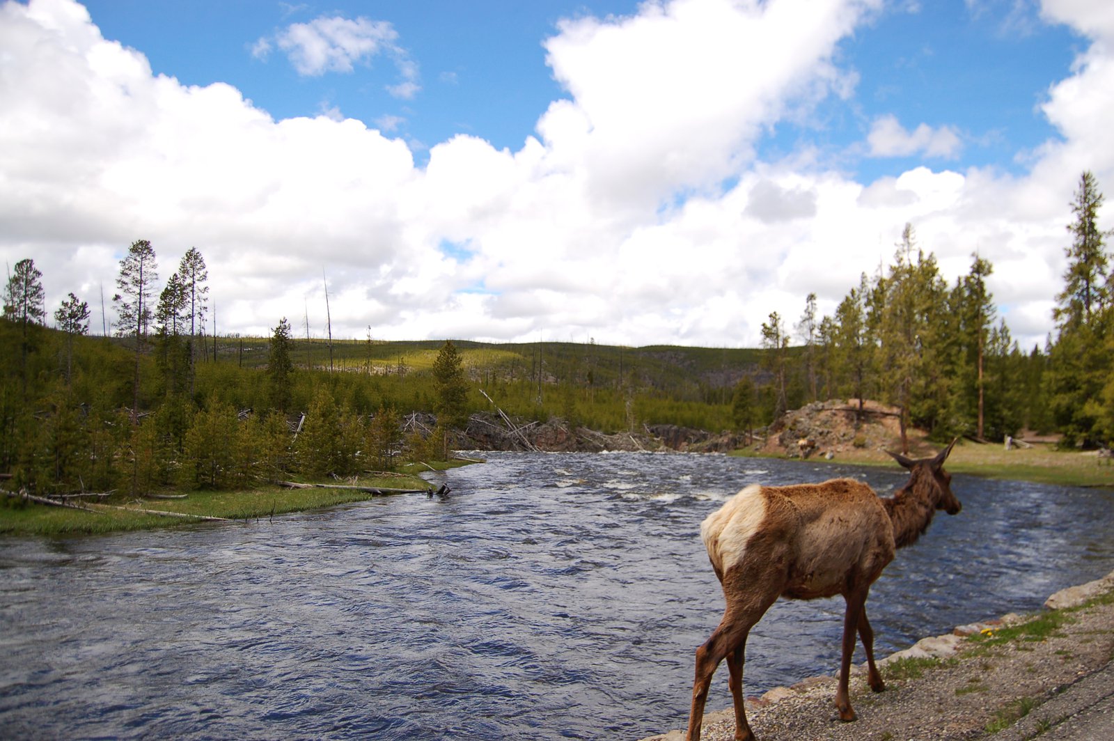 Yellowstone - 3 of 4