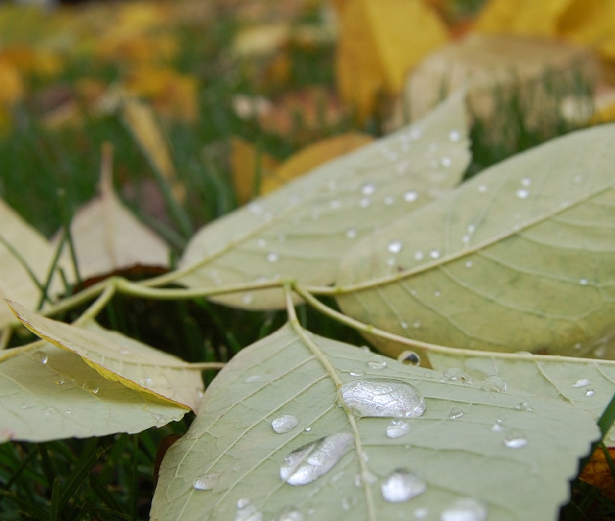 Water Leaf