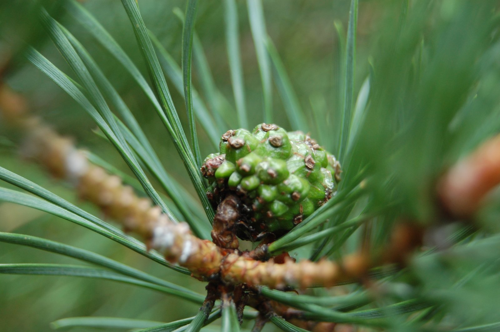 Prickly pine