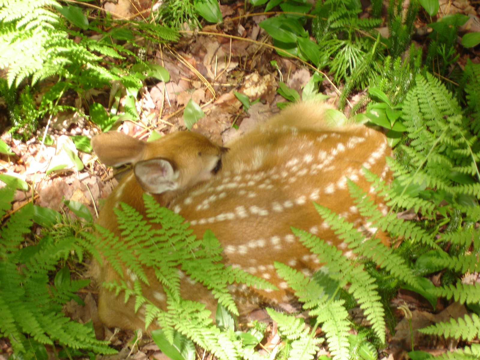 Fawn