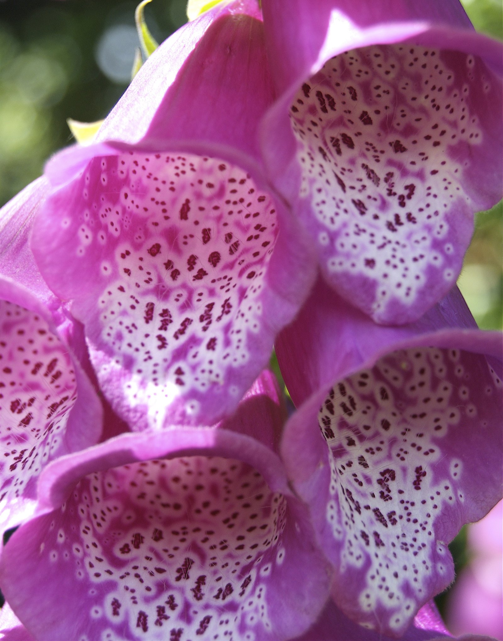 FoxGlove