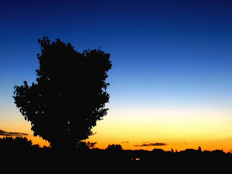 Tree in Sunset