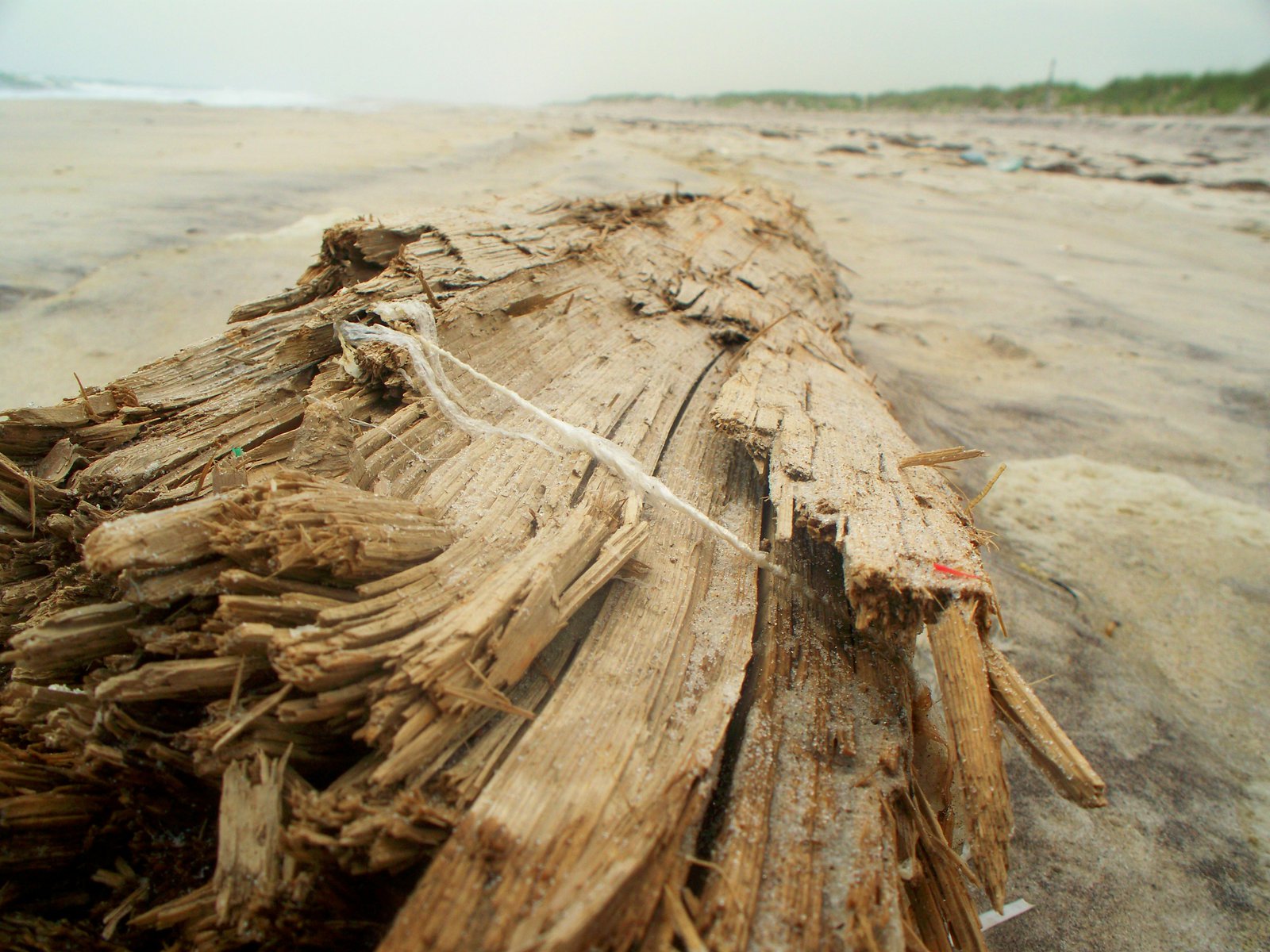 Driftwood