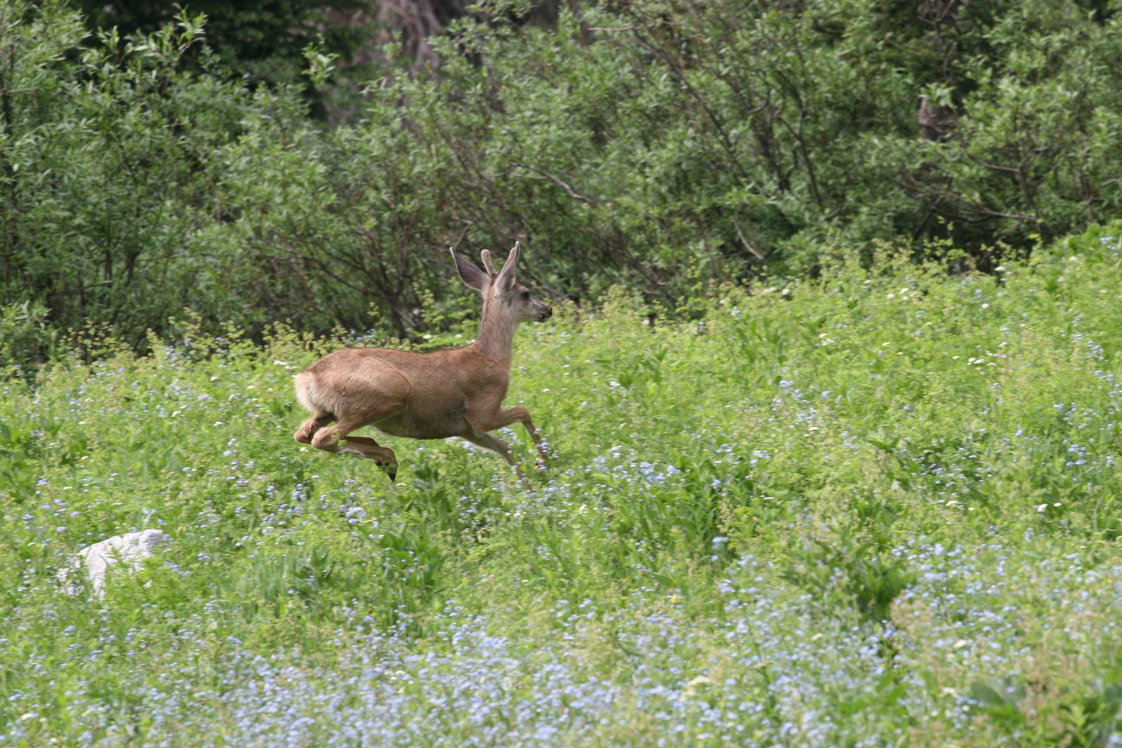 Bambi