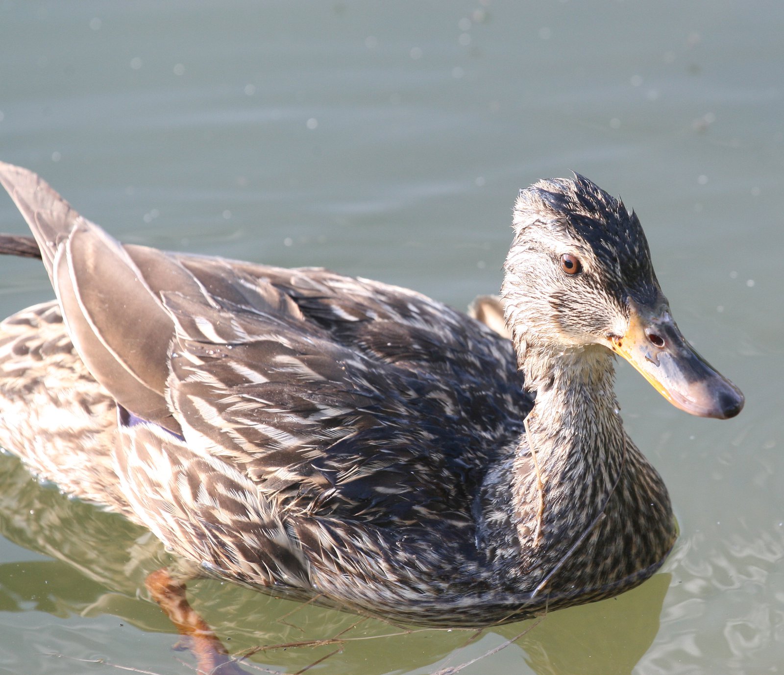 Duck-Closeup