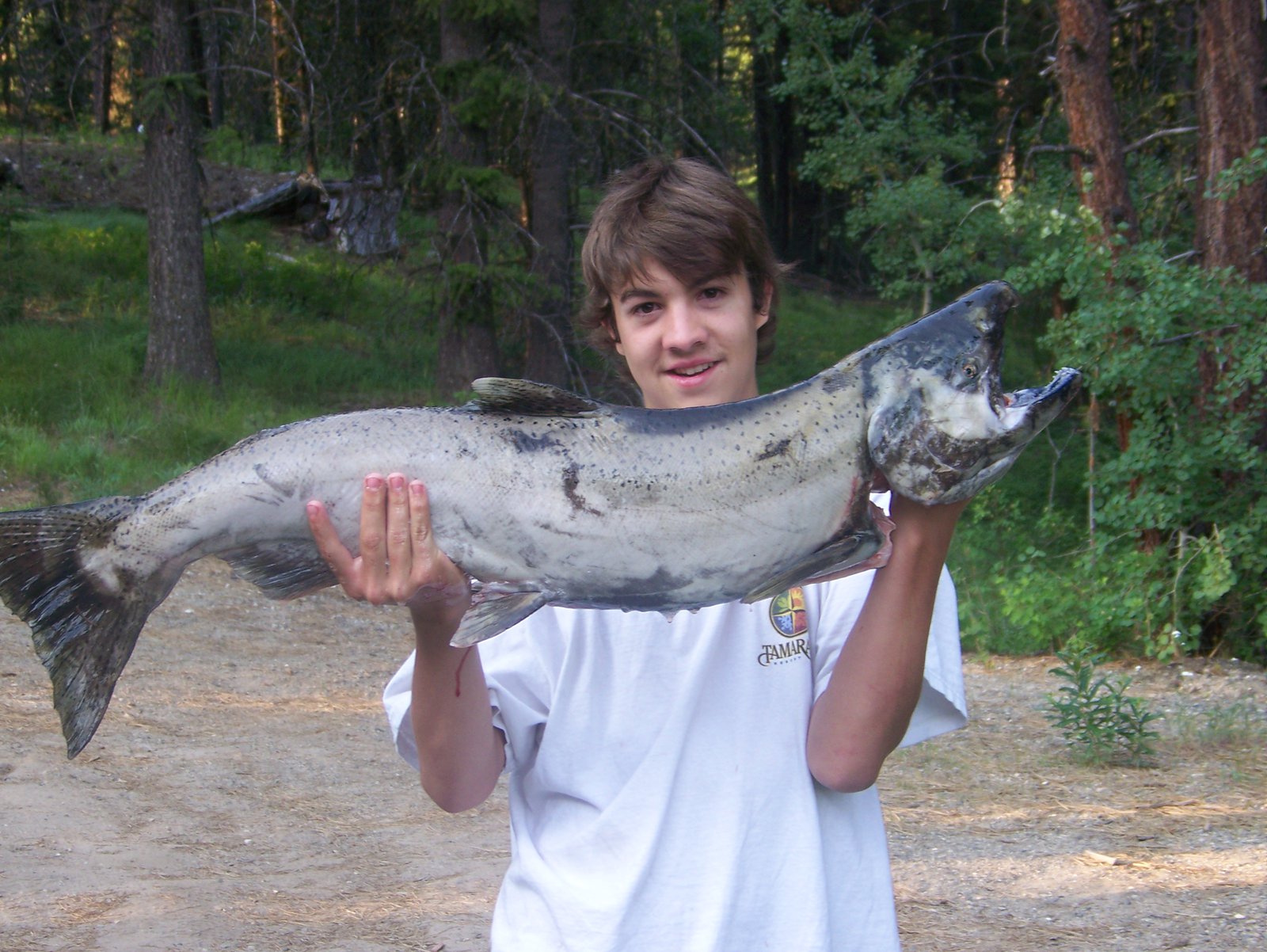 Big salmon