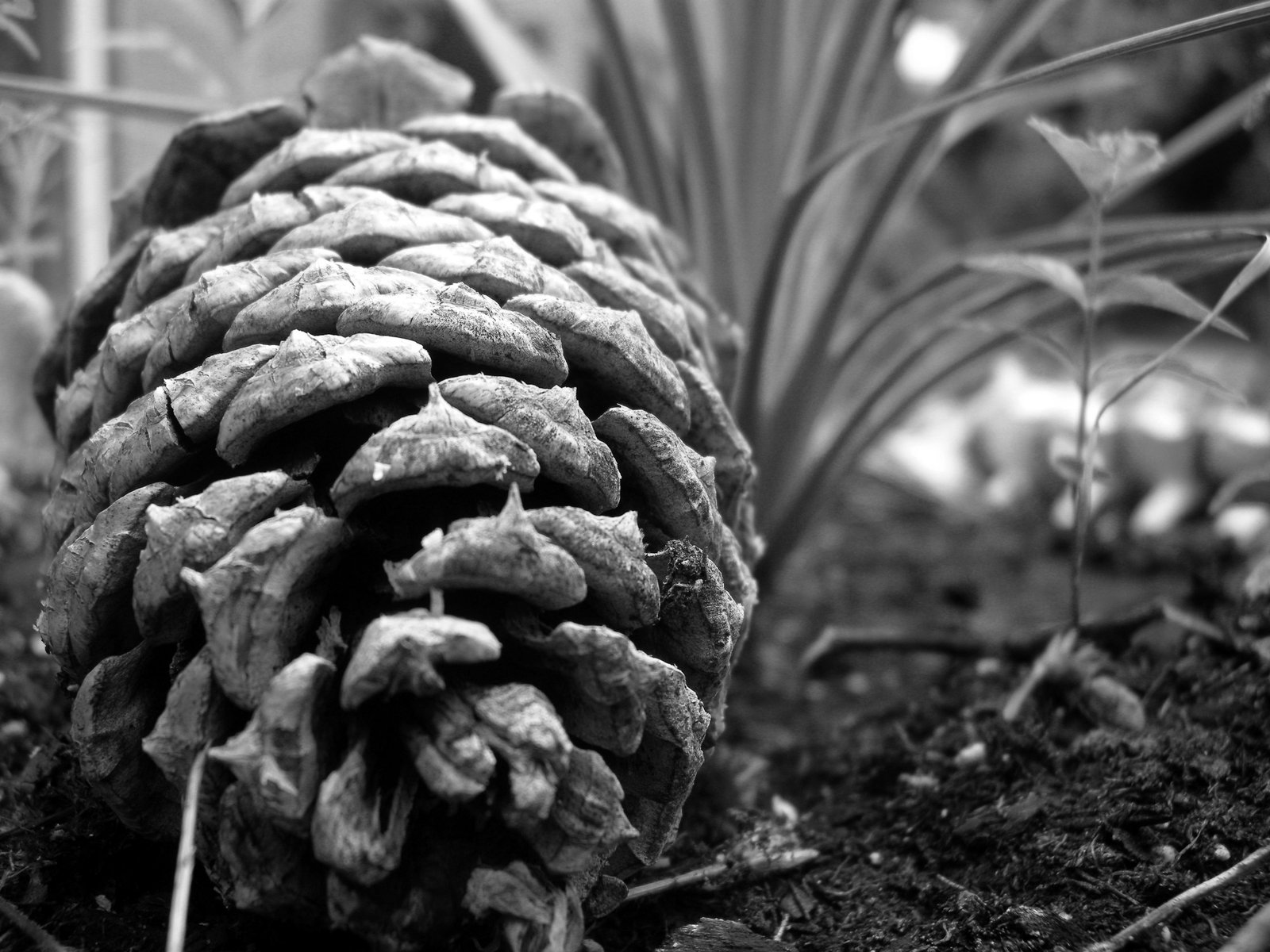 Pine cone