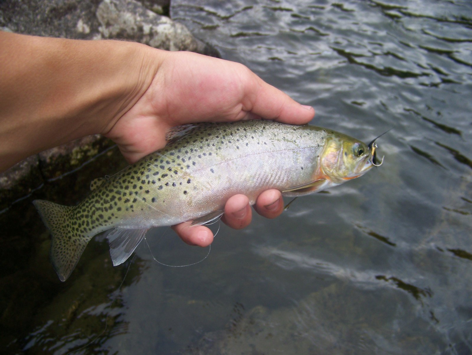 Small but pretty cutthroat trout