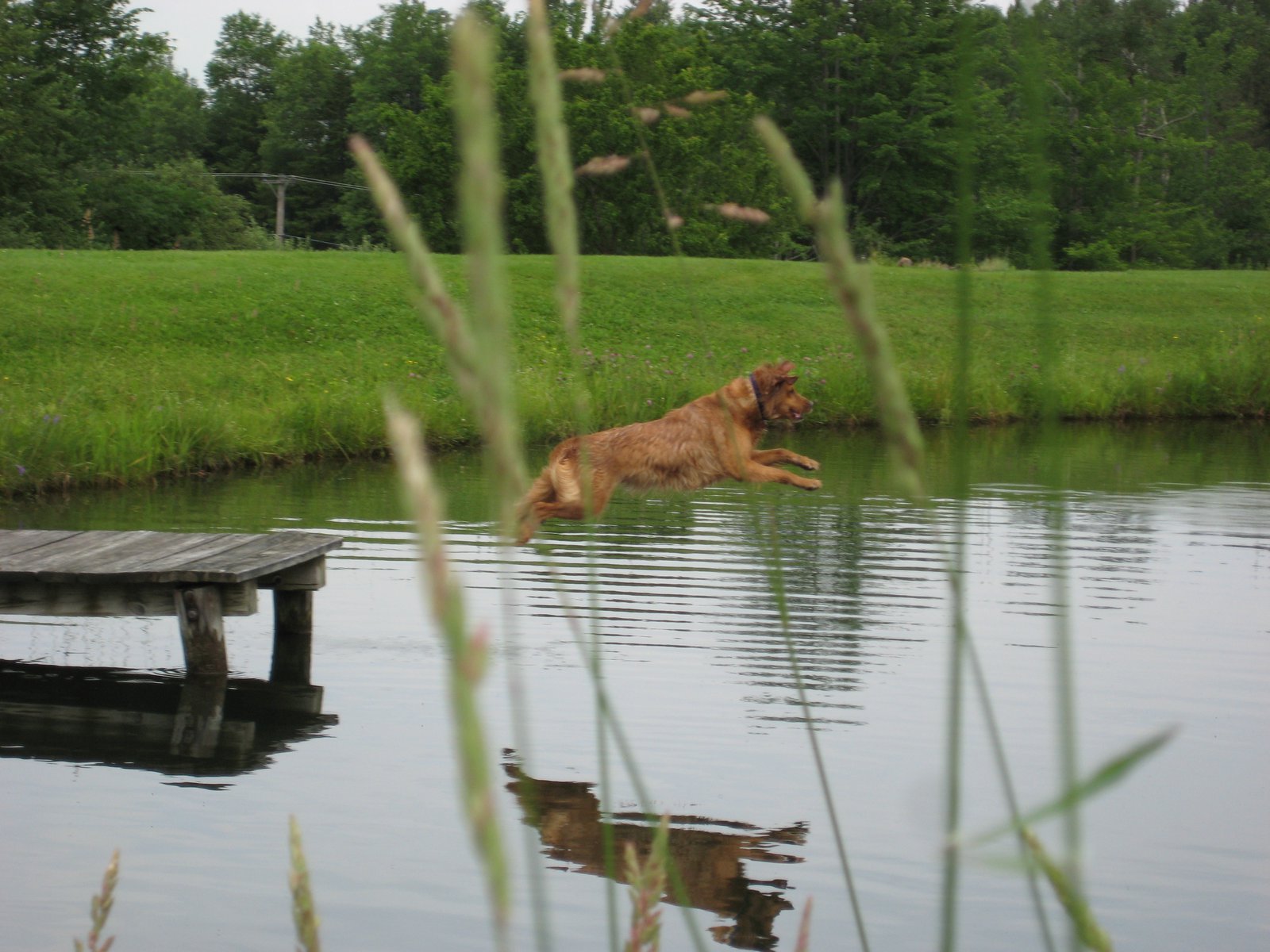 Dog Jumping