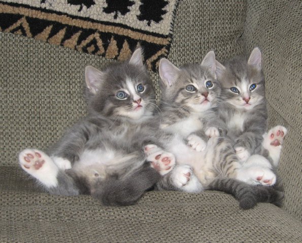 3 more kittens