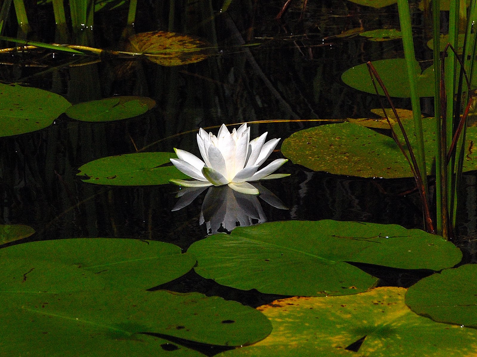 Water lily