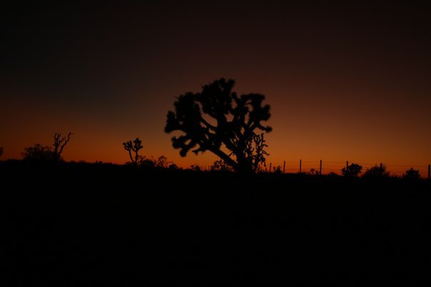 Joshua tree sunset