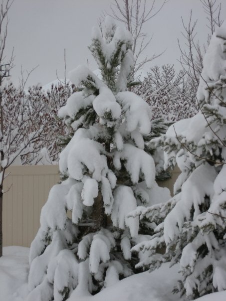 Snow on trees!!