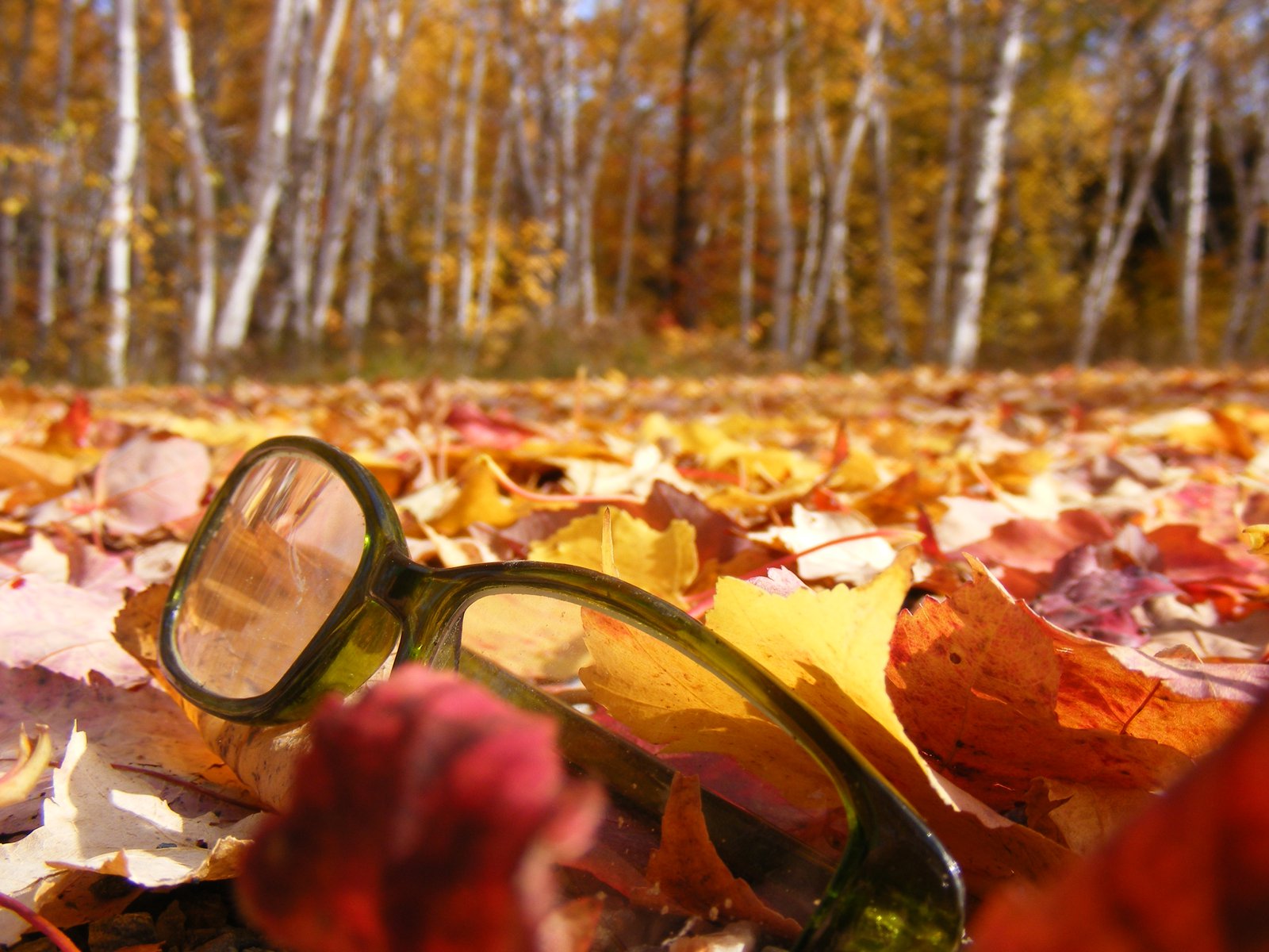 Broken glasses. fall colors. NIG?