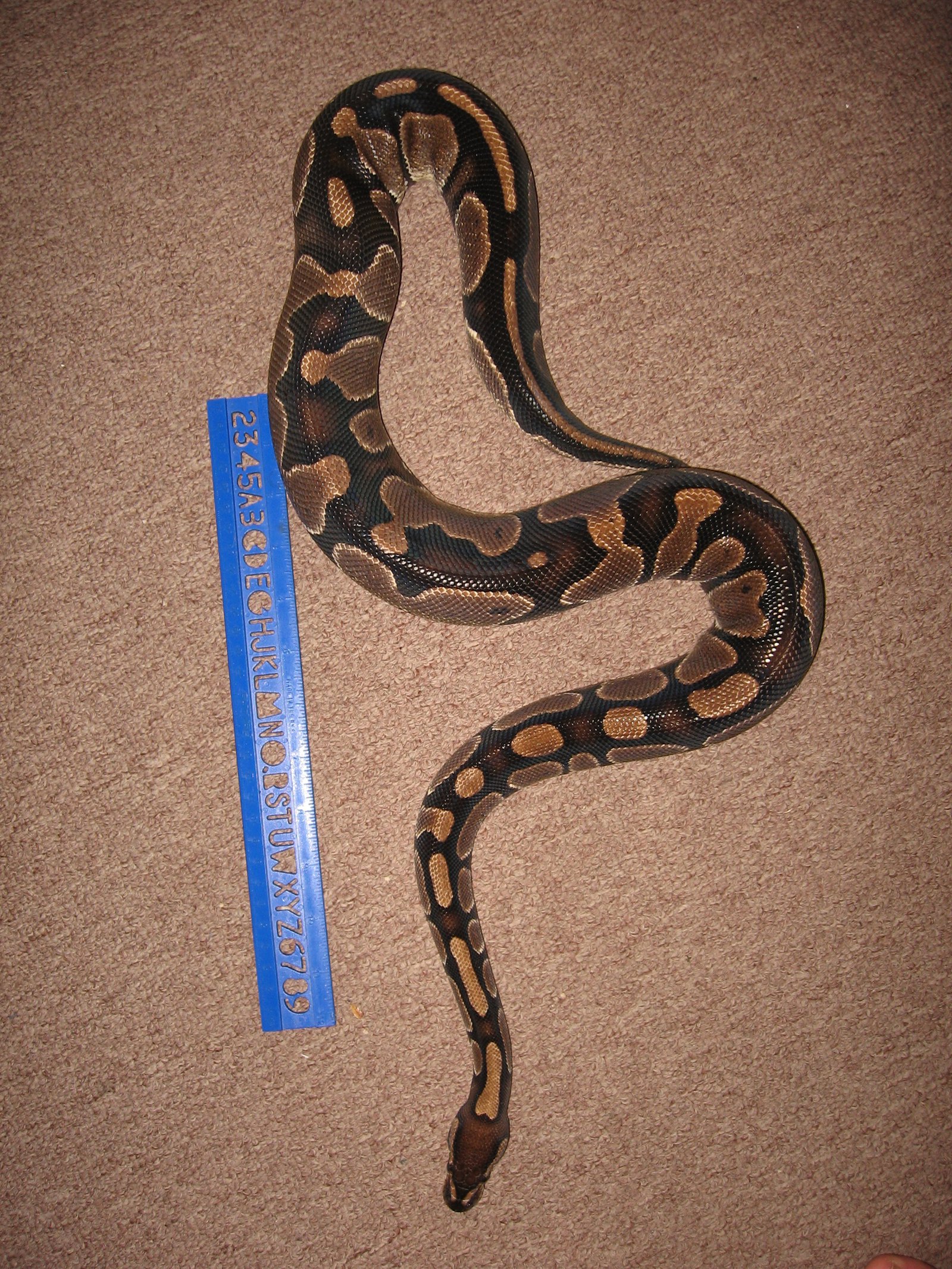 My snake