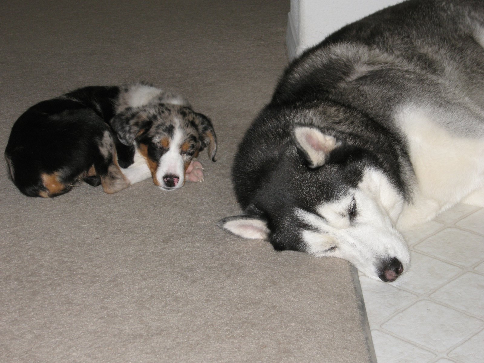 Lazy Dogs