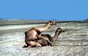 How camels are made