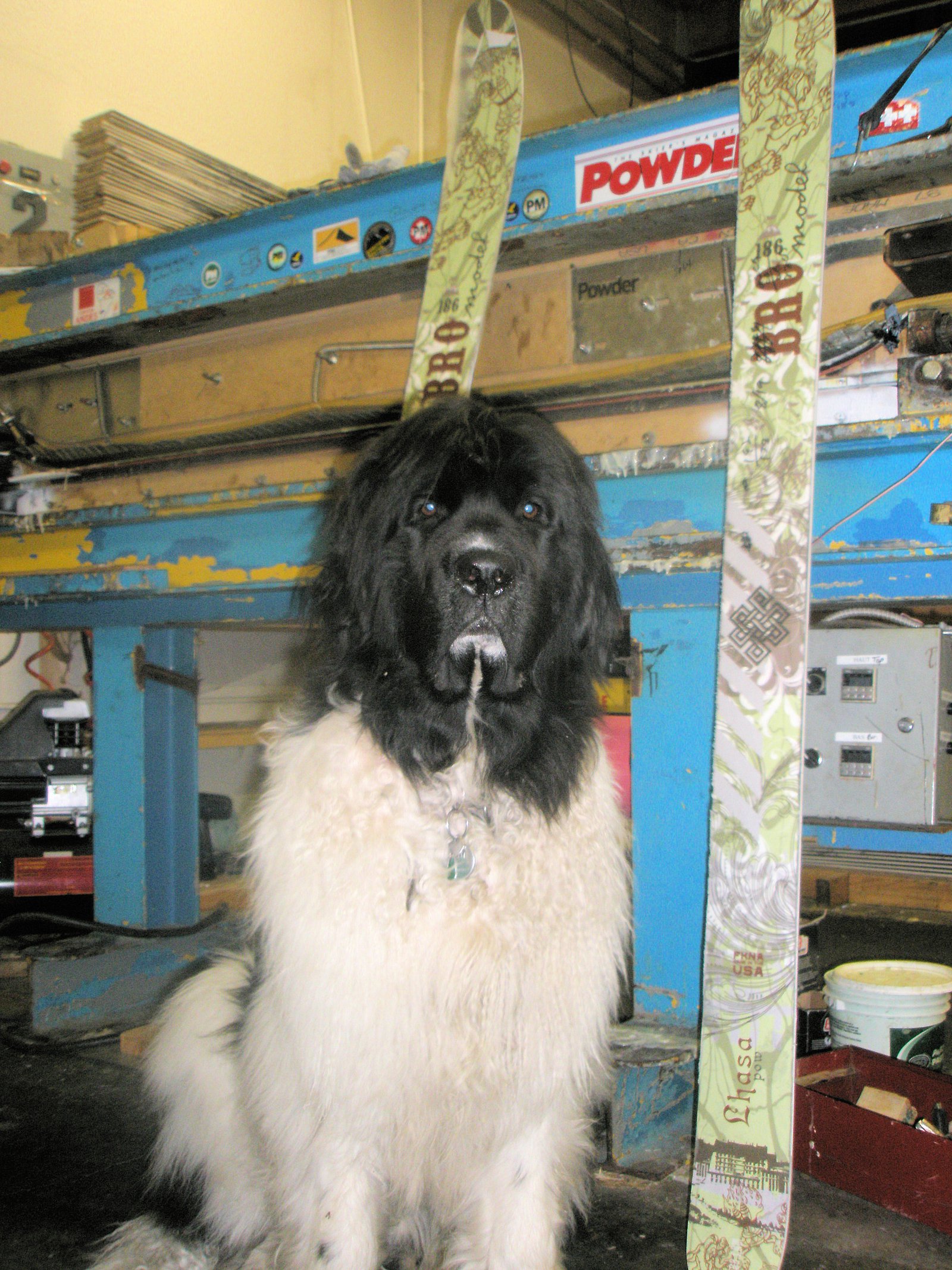 Big dog @ the ski factory