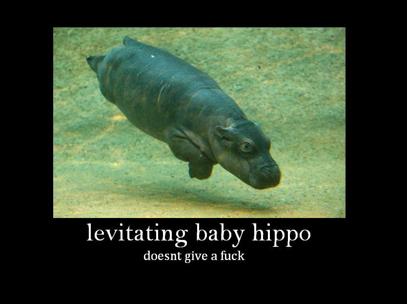 Levitating baby hippo