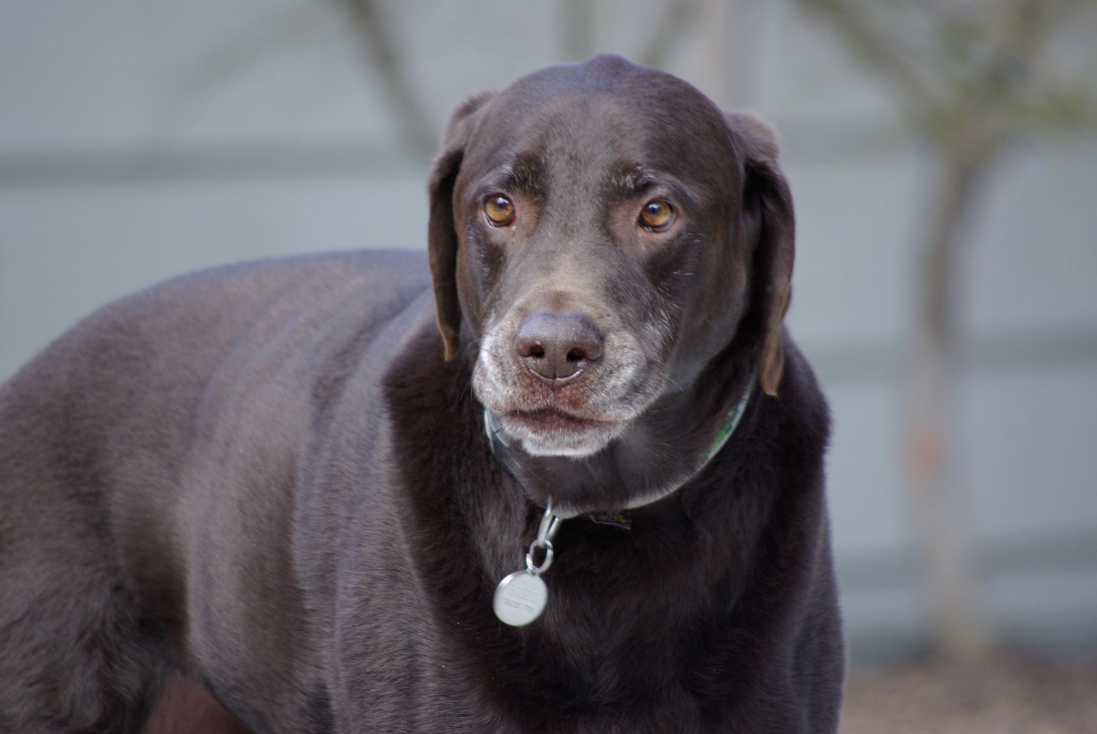 Bosco Dog