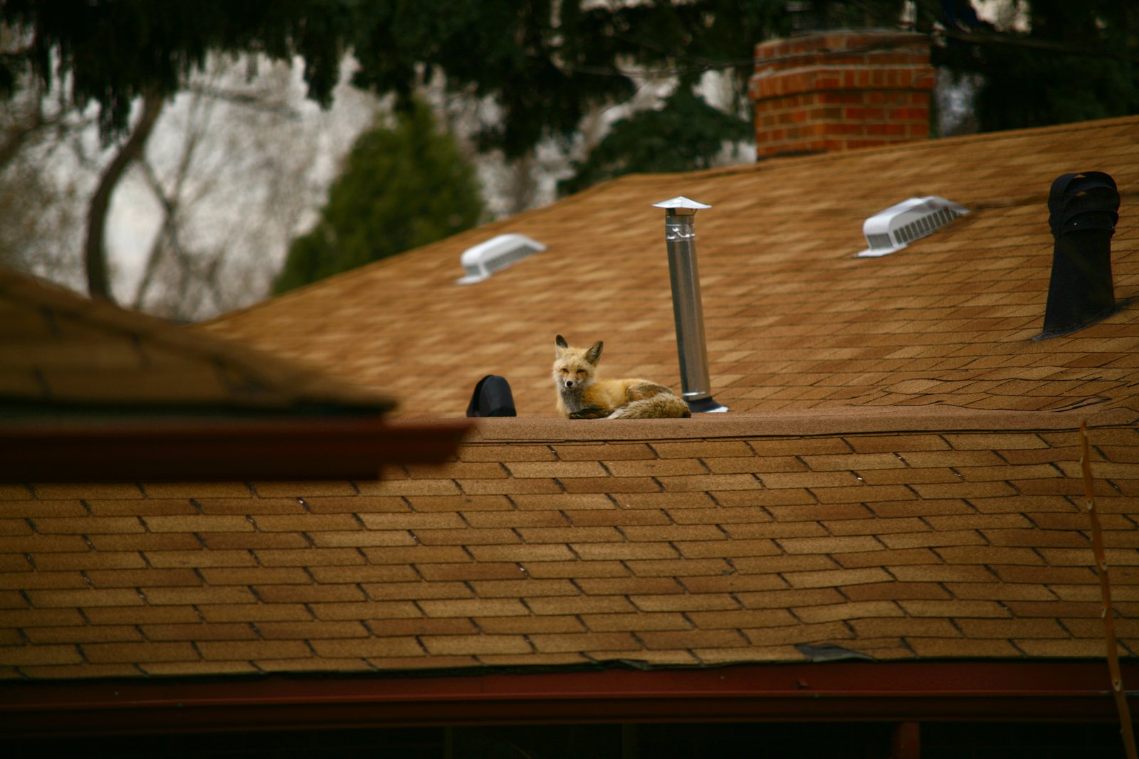 Fox on roof again