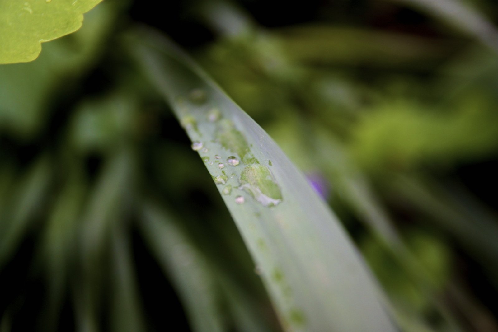 Wet leaf