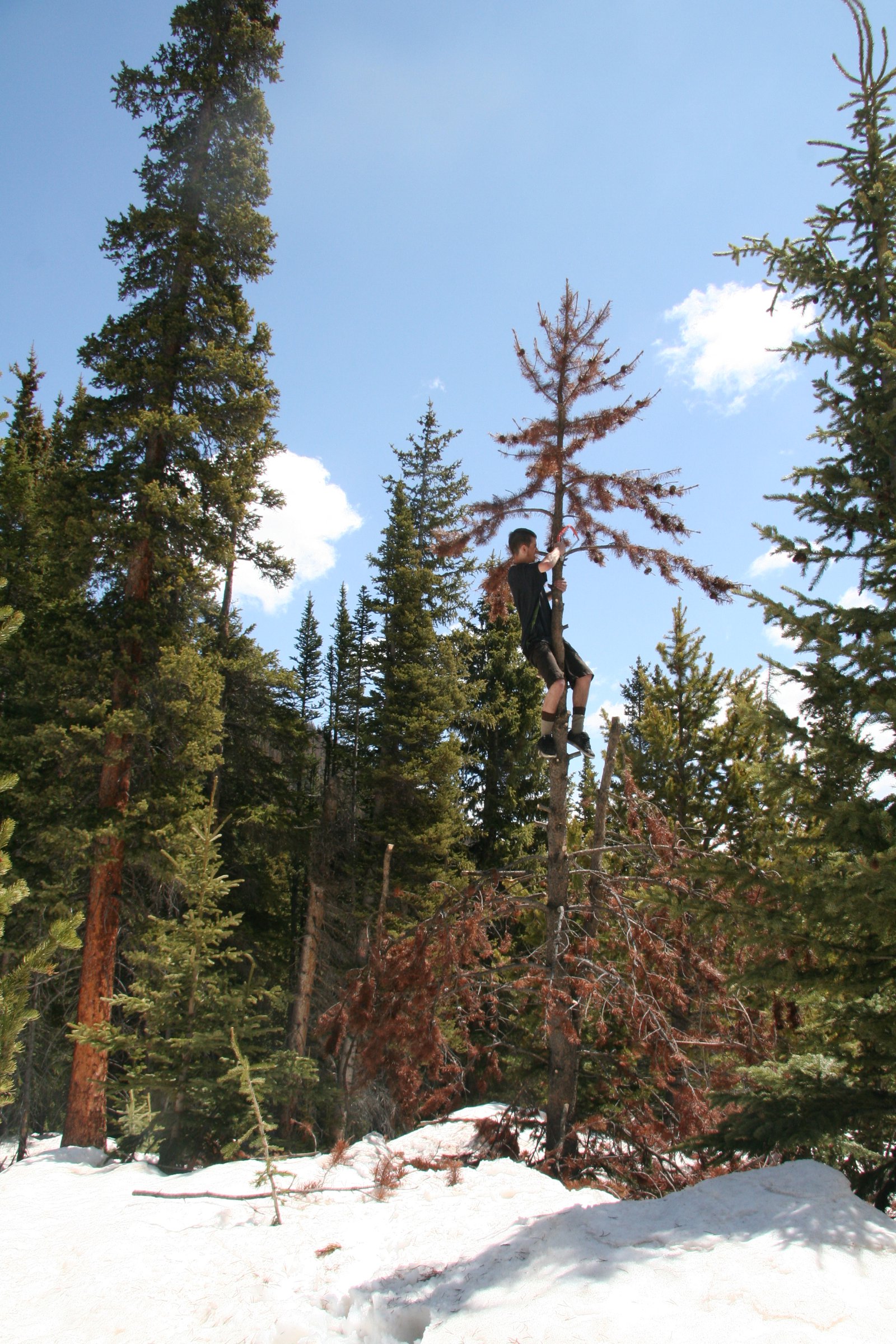 Turning beetle-kill into firewood, one tree at a time