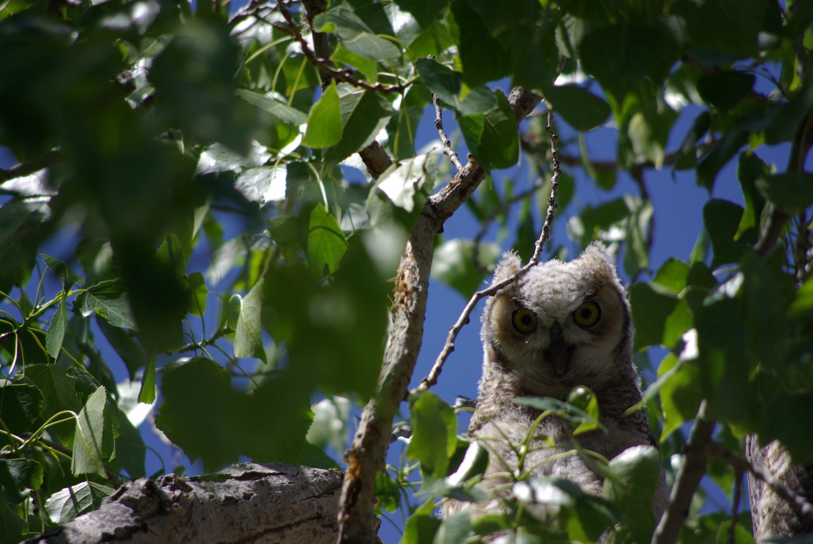 Baby owl