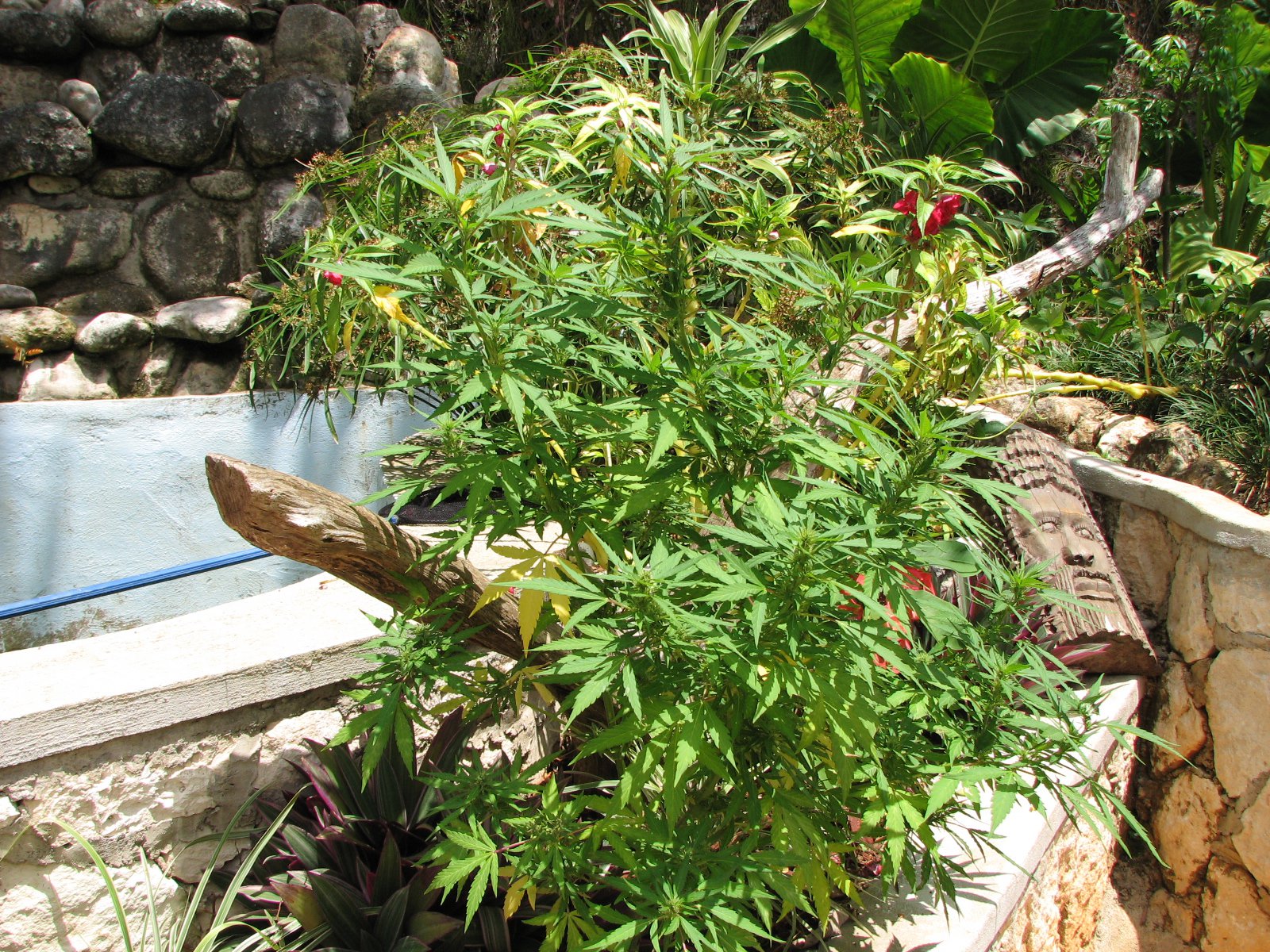 Jamaican Cannabis plant
