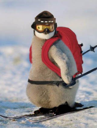 Skiing penguin