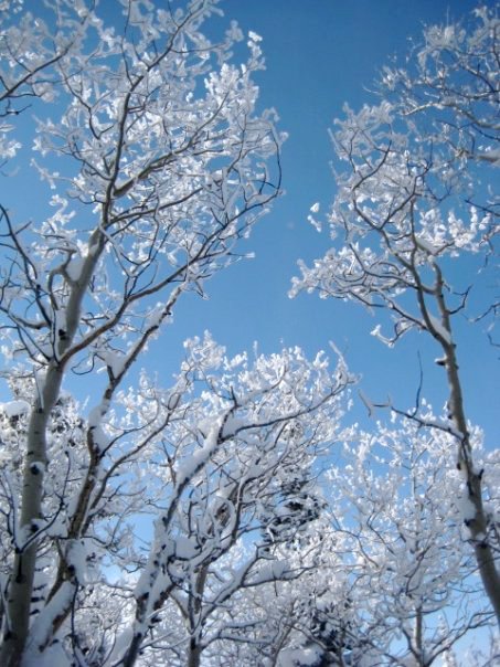 Skiing aspens in Steamboat