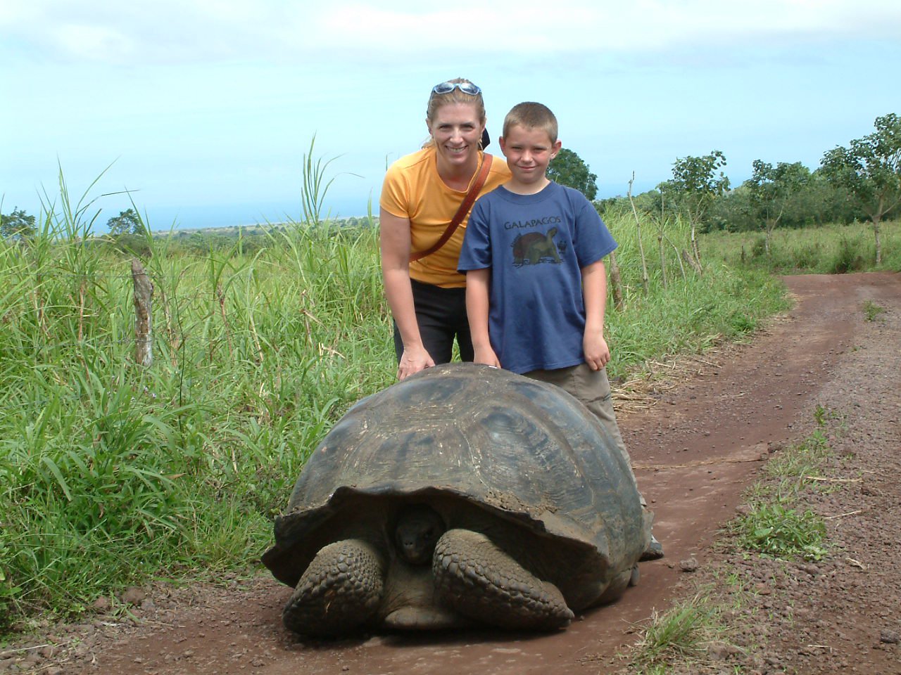 Giant tourtus