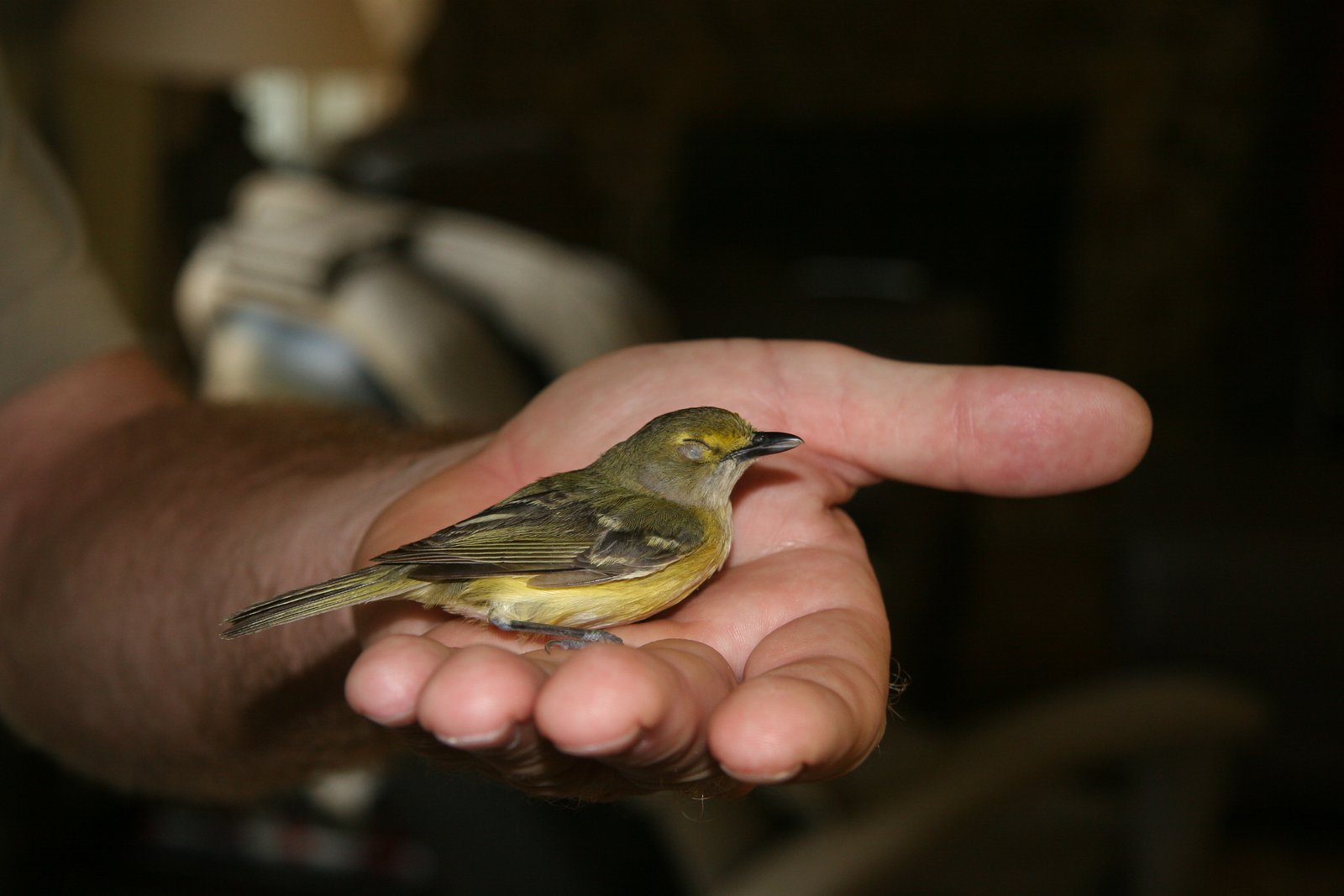 This bird hit the window.