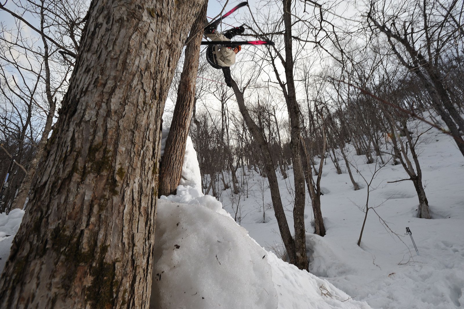 Hitting on tree