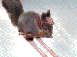 Skiing squirrel