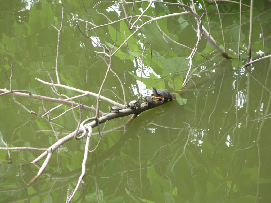 Family of turtles