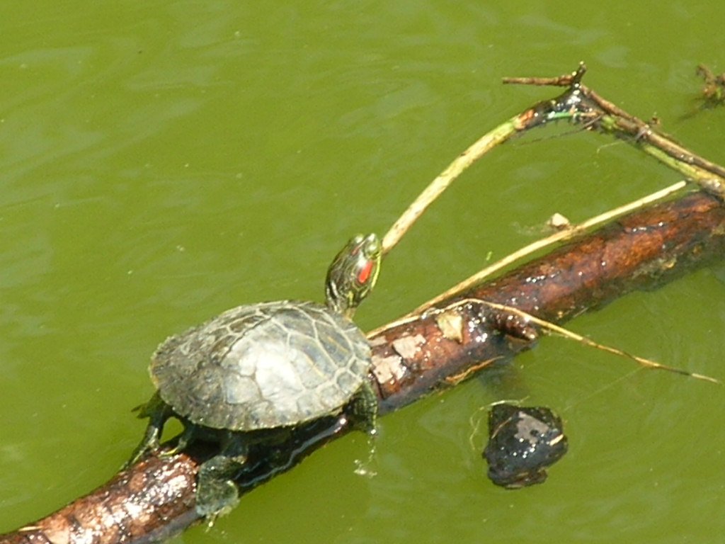 Baby turtle