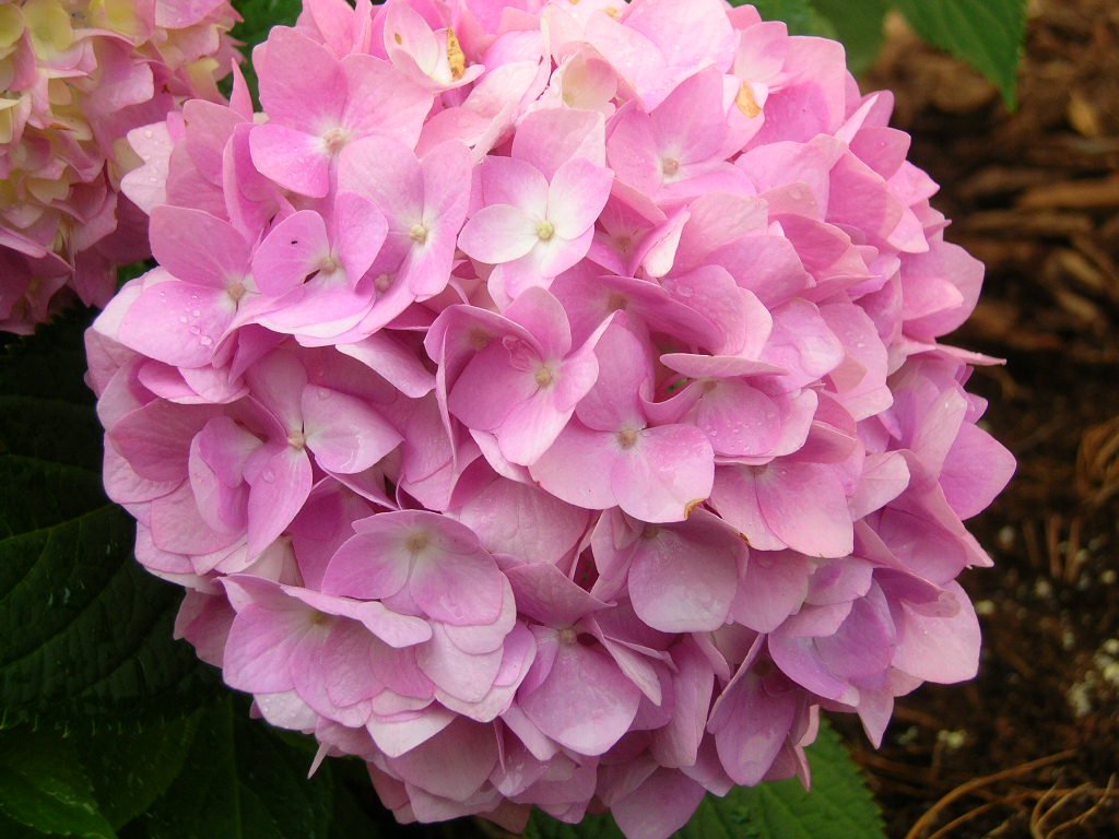 Pink hydrangeas