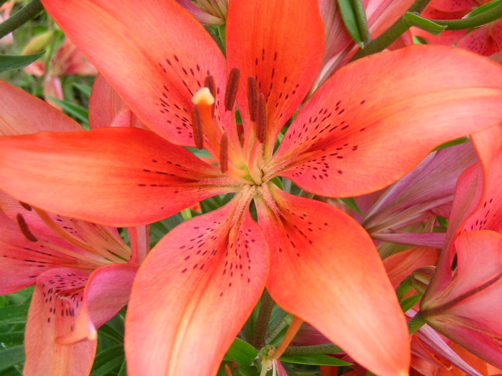 Flowers at the beach