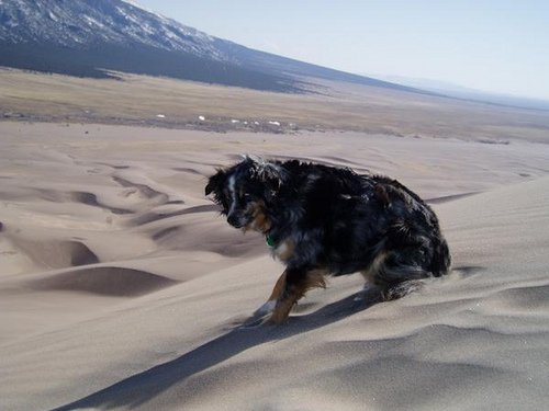 Dune Doggy