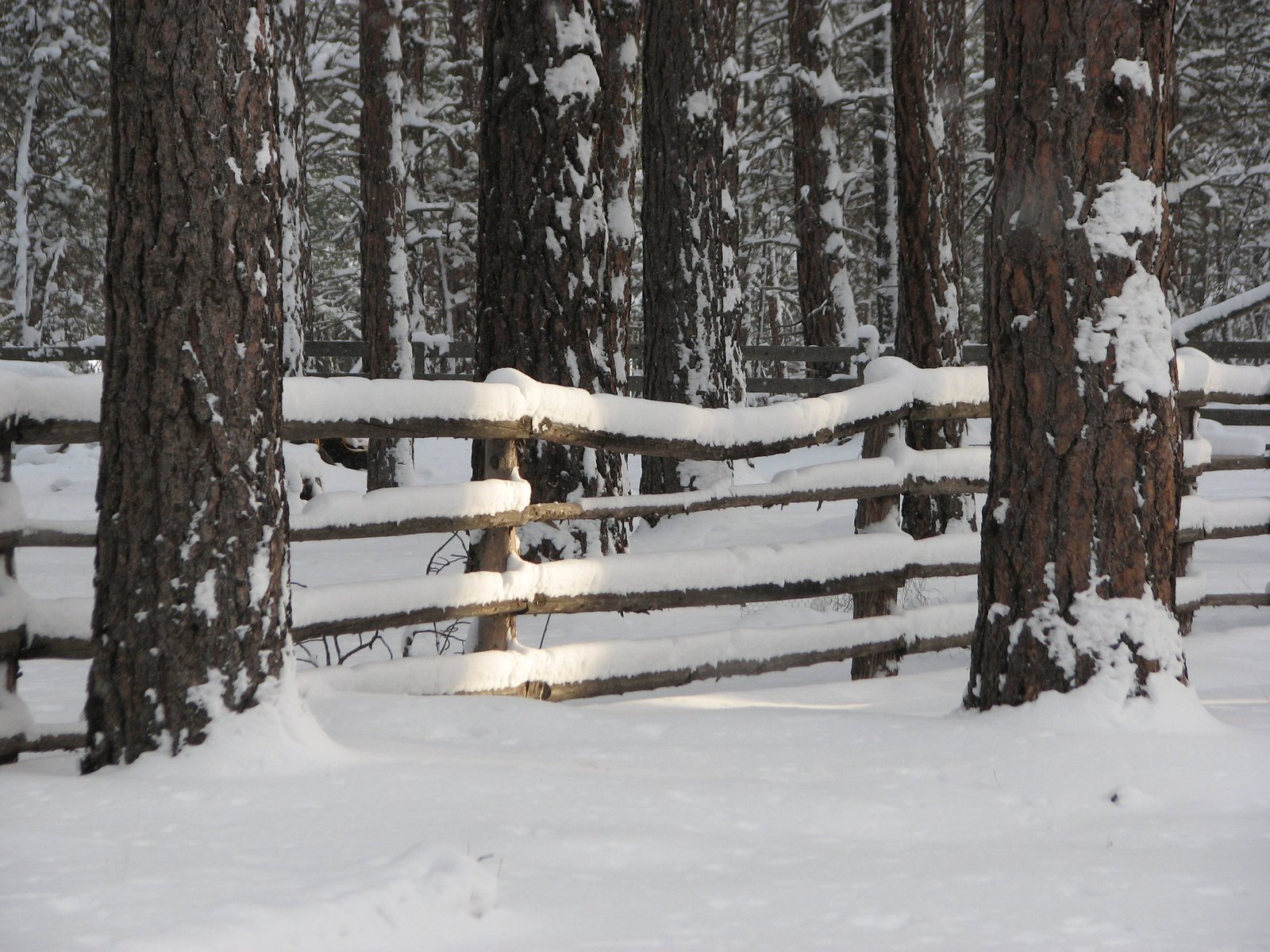 Snow on a fence