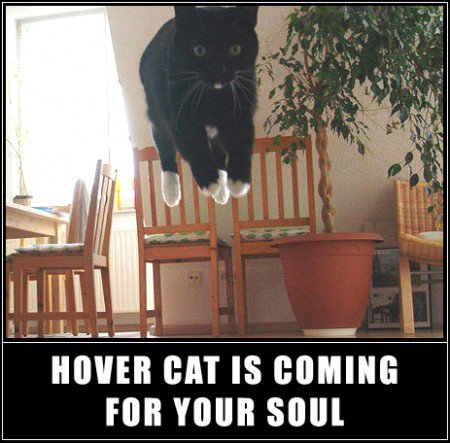 Hover cat