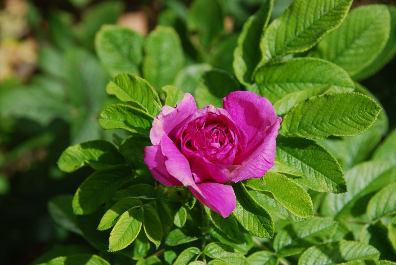 Very pink flower