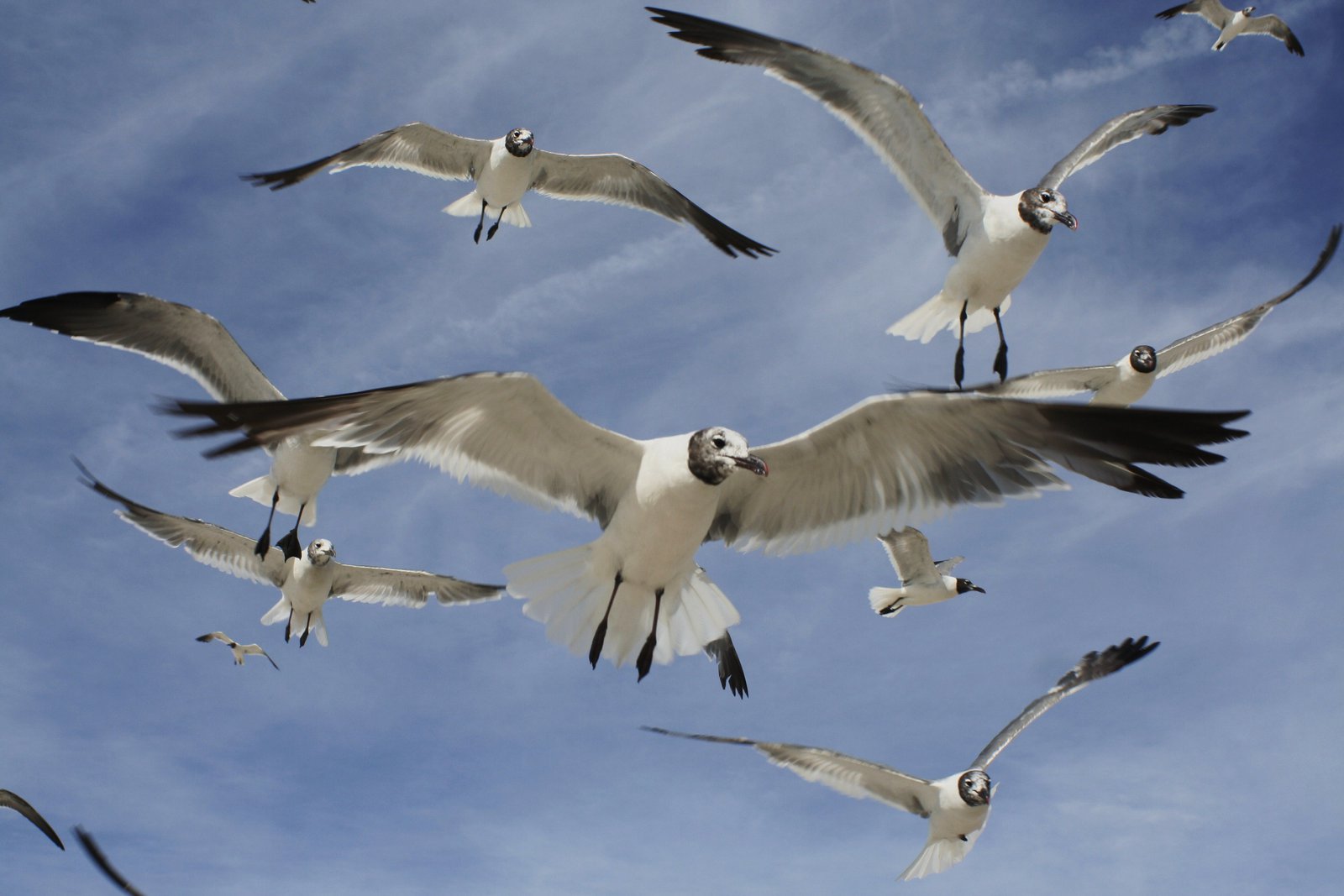 Gulls