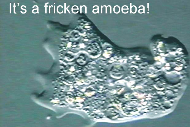 It's a fricken amoeba