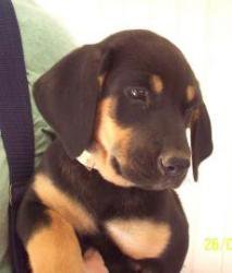 Rott pup