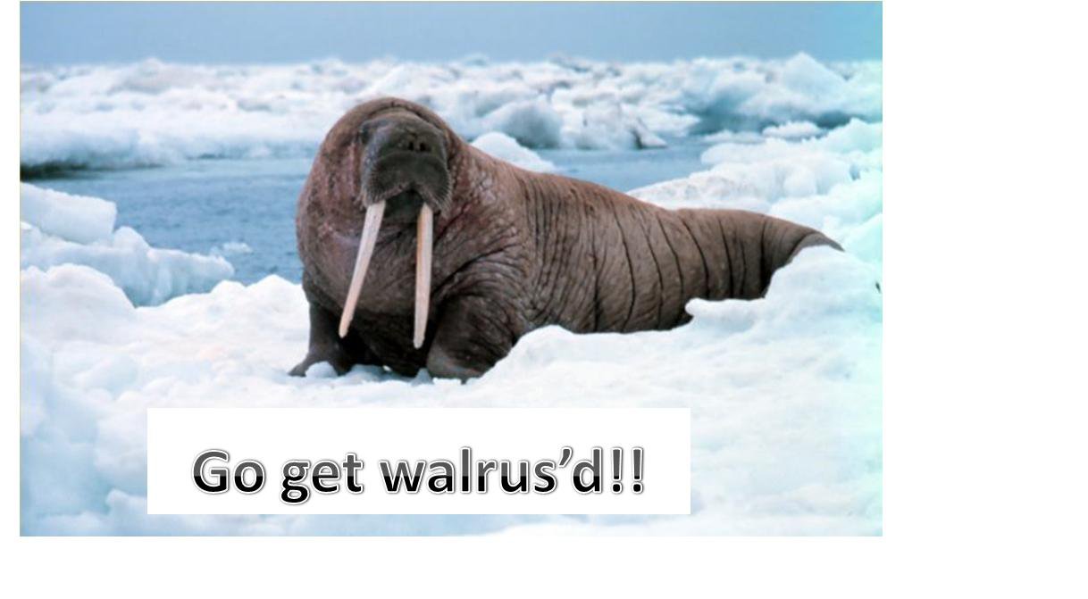 Death by walrus