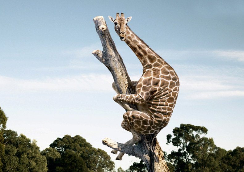 Quite obviously a giraffe