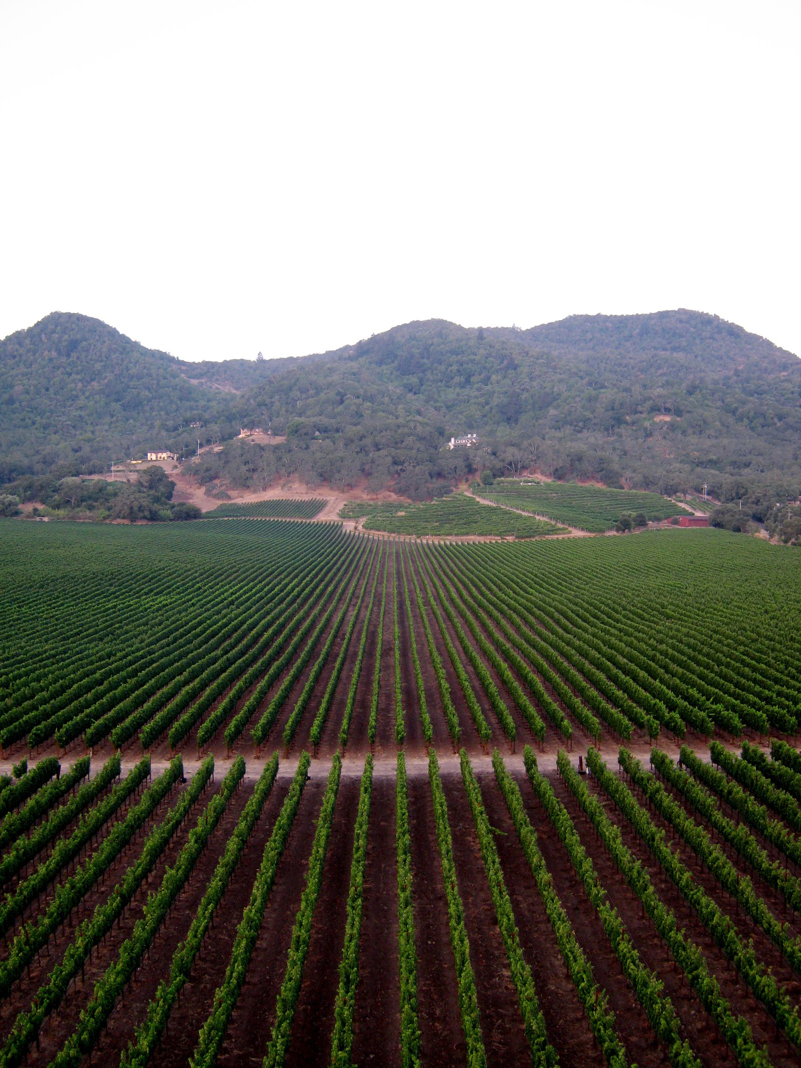 Aerial view of vines in St. Helena, CA