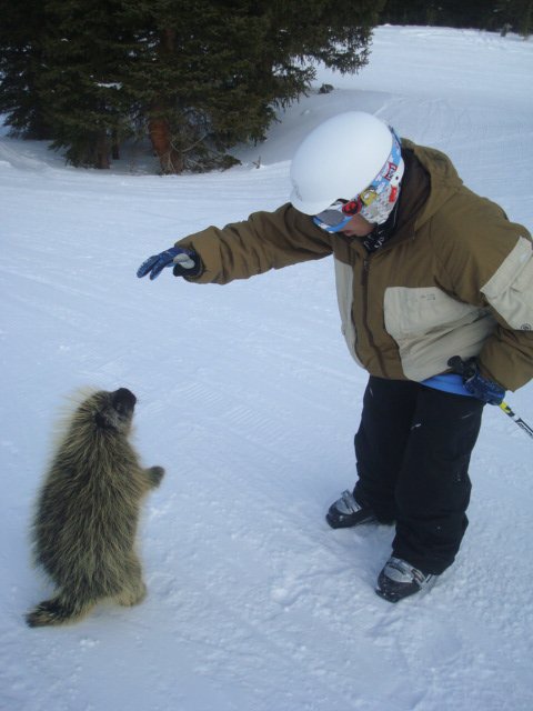 Porcupine